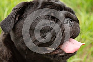 Portrait of a pug. Dog sits in the grass