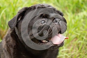 Portrait of a pug. Dog sits in the grass