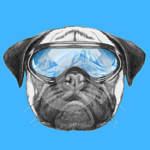 Portrait of Pug Dog with ski goggles.