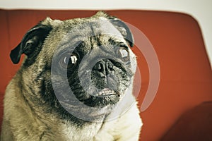 Portrait of Pug on Red Sofa