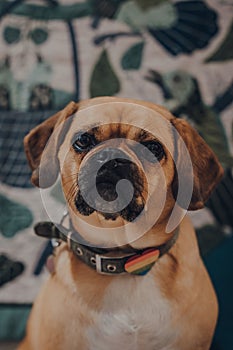 Portrait of a puggle with a rainbow heart on the collar, looking at the camera