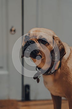 Portrait of a puggle with a rainbow heart on the collar, looking to the side