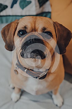 Portrait of a puggle, shallow focus, looking at the camera