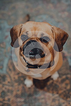 Portrait of a puggle sitting on a floor, looking up and begging for a treat