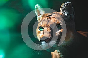 Portrait of a puma against a dark background