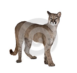 Portrait of Puma cub in front of white background