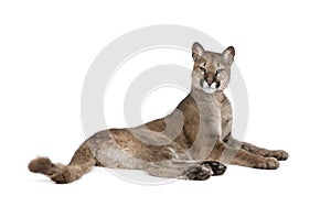 Portrait of Puma cub, Puma concolor, 1 year old