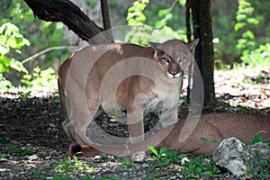 Portrait of puma in wildlife