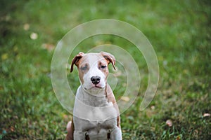 Portrait of puppy American Staffordshire Terrier.