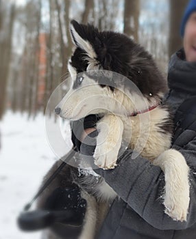 Portrait of puppy of breed huskies sitting on owner`s hands