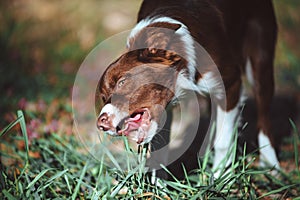 Portrait of a puppy breeds a border collie of chocolate color.