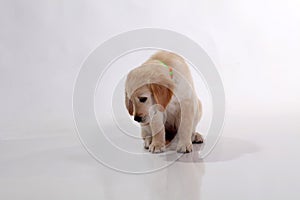 A portrait of a puppy cute Golden Retriever dog sitting on the floor, isolated on white backgroundGolden retriever puppy dog