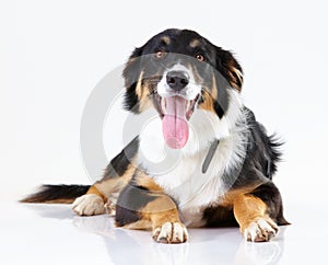 Portrait of puppy, dog and animal care fur with tongue and border collie animal against white background. Animal shelter