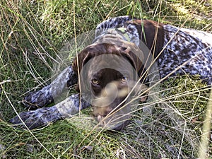 Portrait of puppy dog  breed German Shorthaired Pointer