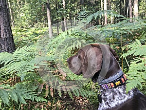 Portrait of puppy dog  breed German Shorthaired Pointer