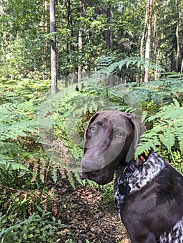 Portrait of puppy dog  breed German Shorthaired Pointer