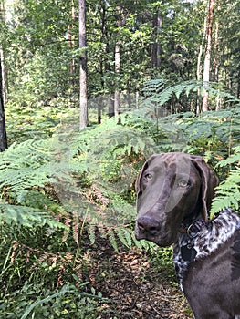 Portrait of puppy dog  breed German Shorthaired Pointer