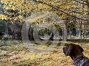 Portrait of puppy dog  breed German Shorthaired Pointer