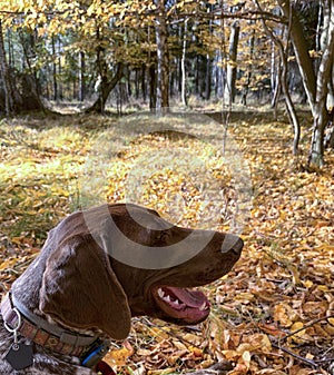 Portrait of puppy dog  breed German Shorthaired Pointer