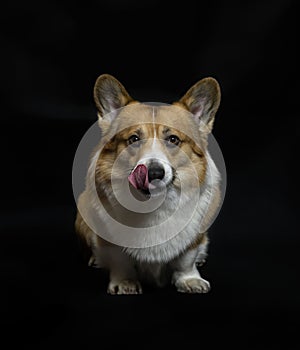 Portrait of puppy dog corgi pembroke licking sitting on a black isolated background