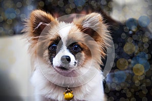 Portrait of puppy dog. Face of BacKing dog photo