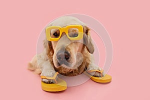 Portrait puppy dog summer. Golden retriever wearing yellow sunglasses and flip flops liyng down. Isolated on pink pastel