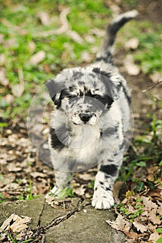 Portrait of puppy dog very cute black and white fur s and blue eyes hepherd dog breed