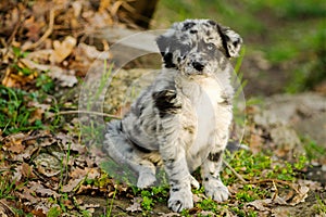 Portrait of puppy dog very cute black and white fur s and blue eyes hepherd dog breed