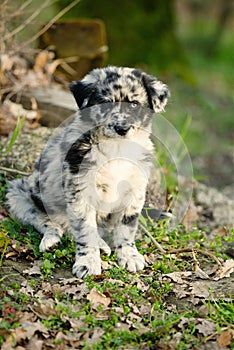 Portrait of puppy dog very cute black and white fur s and blue eyes hepherd dog breed