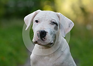 Portrait of puppy dogo argentino