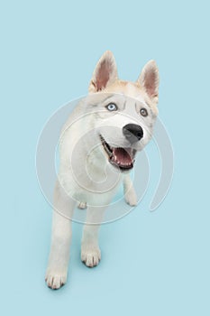 Portrait puppy husky dog walking, Isolated on blue pastel background