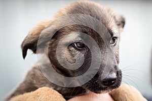 Portrait of a puppy by a large breedless dog in daylight.