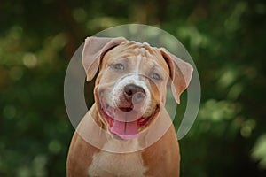 Portrait of a puppy on the nature close up. Pitbul