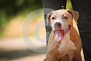 Portrait of a puppy on the nature close up. Pitbul