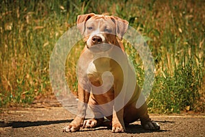 Portrait of a puppy on the nature close up. Pitbul