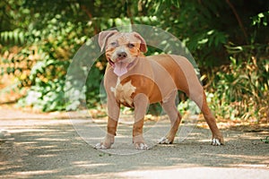 Portrait of a puppy on the nature close up. Pitbul