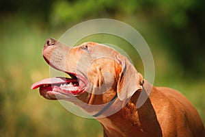 Portrait of a puppy on the nature close up. Pitbul