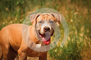 Portrait of a puppy on the nature close up. Pitbull