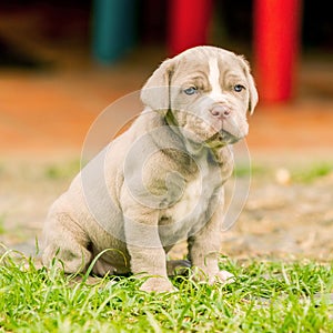 Portrait Of Puppy Neapolitan Mastiff Dog