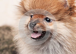 Portrait of a puppy of the Pomeranian spitz-dog