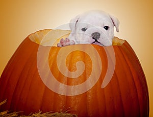 Portrait of a puppy in a pumpkin