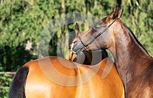 Portrait of purebred akhalteke mares