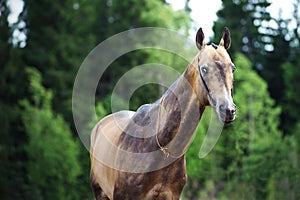 Portrait of purebred akhalteke stallion at forest background