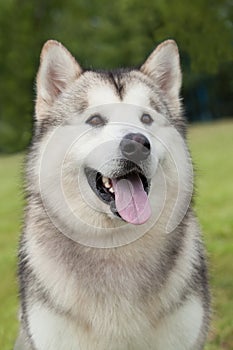 Portrait of purebred Alaskan Malamute dog