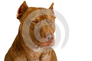 Portrait of a purebred American Pit Bull Terrier dog with his eyes closed