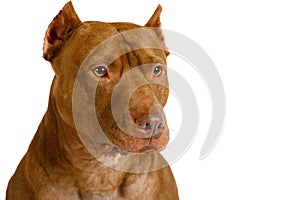 Portrait of a purebred American Pit Bull Terrier dog over white