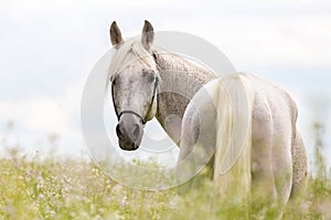 Portrait of a purebred Arabian stallion.