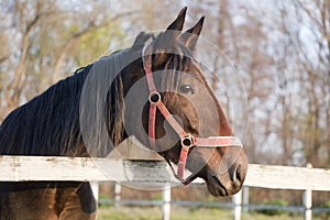 Portrait of a purebred bay horse in the farm