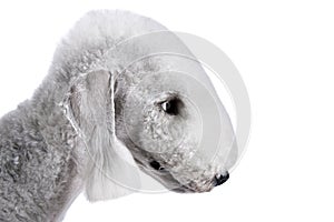 Portrait of purebred Bedlington Terrier dog