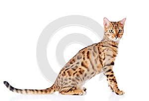 Portrait of a purebred bengal cat.